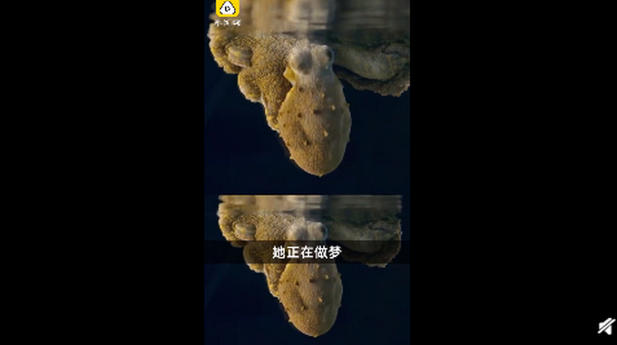 章鱼一边做梦一边变色！美科学家拍到罕见画面：或梦见自己吃螃蟹
