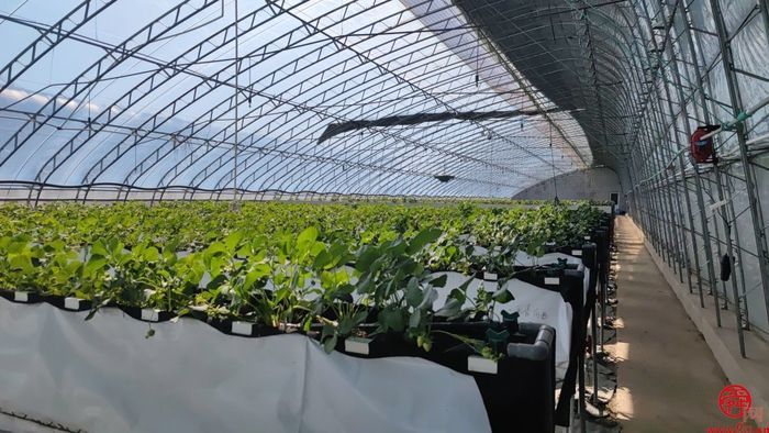 历城草莓又厉害了！济南泉心正培育开“芯”局的种苗