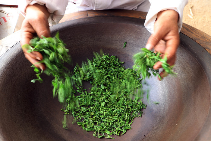 不负好春光 春茶采制正当时