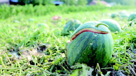 金乡突降冰雹近14万亩农作物受灾 六旬老汉：下这么大头次见