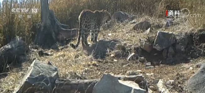 陕西秦岭拍摄到大熊猫 羚牛 林麝等影像