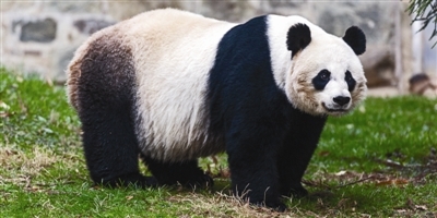 22岁旅美大熊猫美香产下宝宝 粉丝围观挤崩直播间