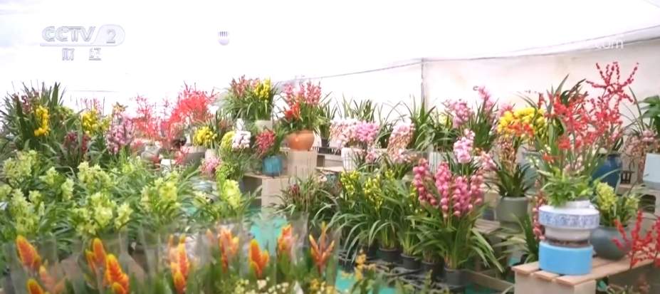 “美丽经济”“热”起来!鲜花产业“一路生花”绽放勃勃生机