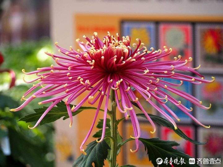 立冬来了，济南趵突泉珍稀品种菊花盛开，很多没见过