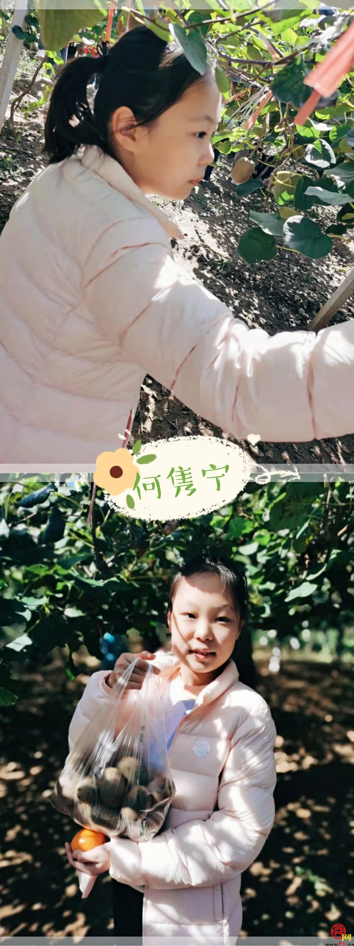 山师附小2018级6班猕猴桃采摘研学活动纪实（稿件有视频，麻烦编辑同事将视频置于链接处）