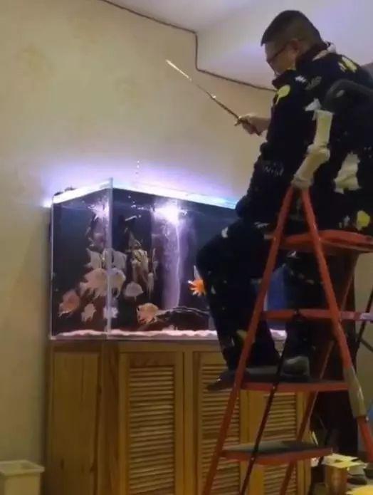 春节不能出门把全国网友憋成啥样？给猫讲函数，为橘子接生