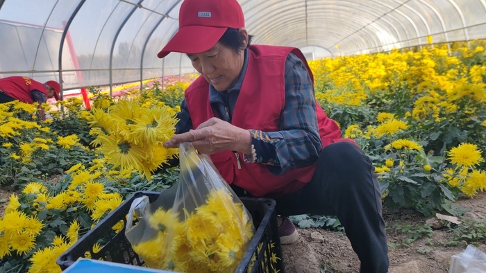 来赴一场“菊花”之约 平阴县“盆王菊花”文化节暨秋季黄河大集活动开幕 