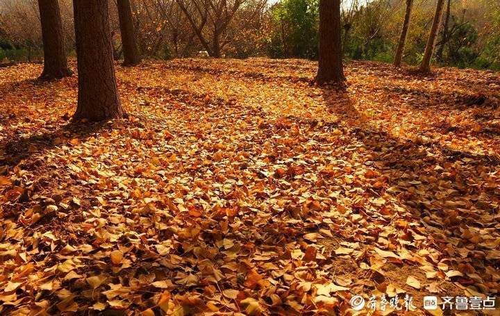 济南东郊乡野小河边，大片银杏树叶随风飘落，美如金色油画