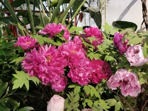 新年至 牡丹开！国花牡丹首次惊艳冬日济南