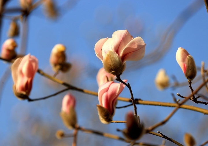 春花绽放 泉水欢歌