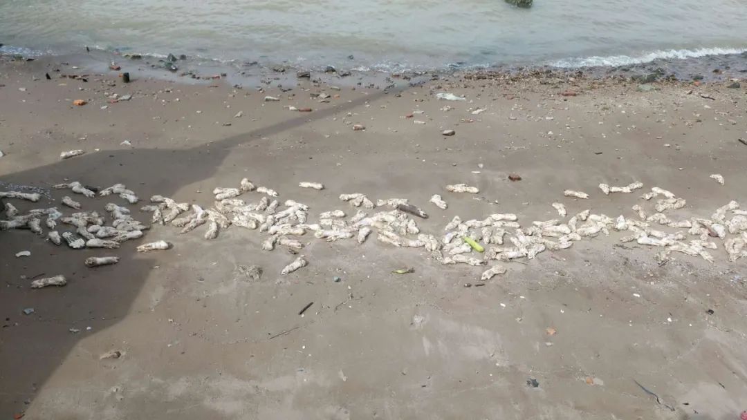 虎门大桥一带海滩惊现成千上万猪蹄，铺满整个沙滩！
