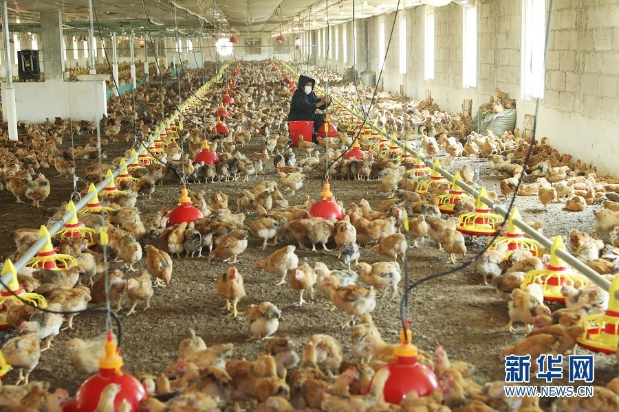 沿着高速看中国｜一条乡村振兴“路”