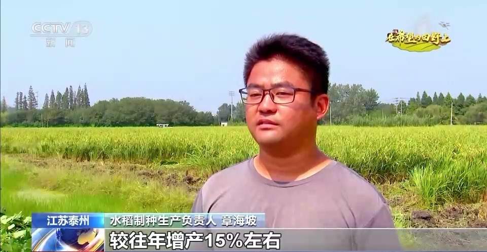 水稻、谷子、菱角……多地共绘秋收好“丰景”