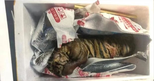 女子取快递竟收到死亡小老虎？判了！
