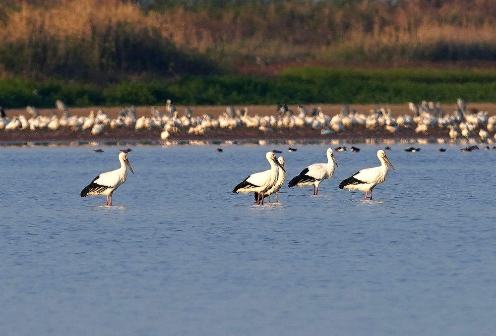 鄱阳湖水位回升 大批越冬候鸟再聚湖区