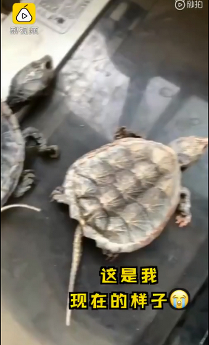 大学生返校后发现养的乌龟变乌龟干 网友评论：亲儿子变成“干儿子”