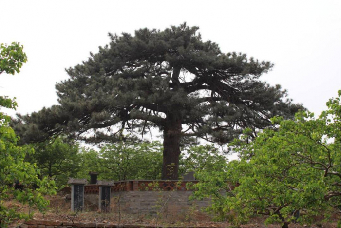济南市首批二级保护古树名录公布 共435株“最年长”的是490岁侧柏