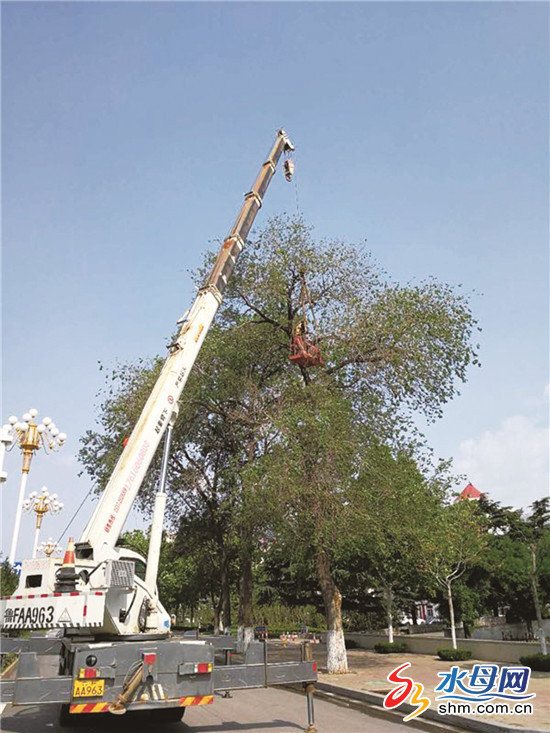 塔吊施工 烟台开发区园林对长白山路两侧30年老树复壮