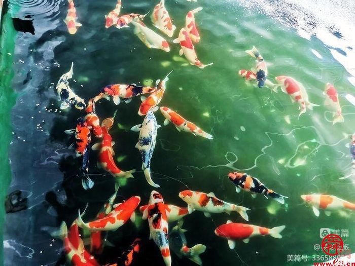 阳春三月，踏青赏花——来自“中国龙山，泉韵章丘”的多彩邀请