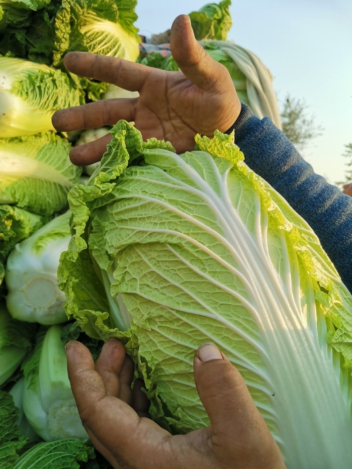 3年免费送出10万斤“暖心菜”！济南菜农“投桃报李”感动居民