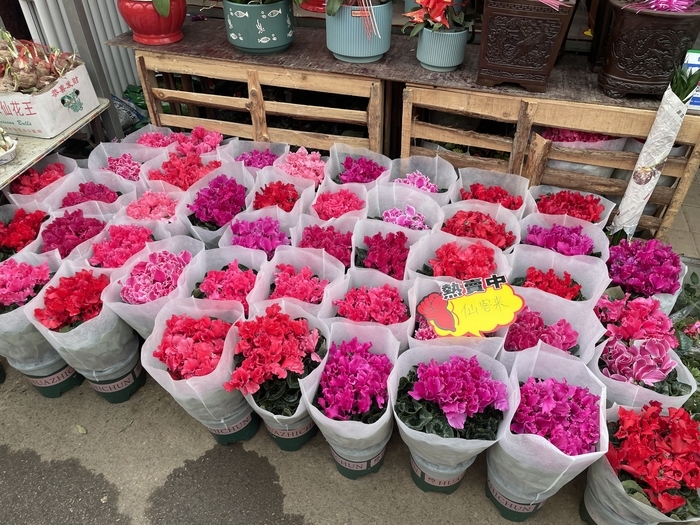 兔年春节至 鲜花送祝福 济南花卉市场迎来销售高峰