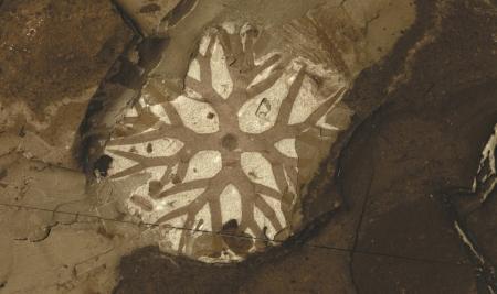 “化石宝库”清江生物群 打开观察“生命大爆发”窗口