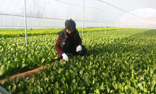 建设美丽乡村，滋养乡村善治！来自夏津刘堤村的乡村振兴报告