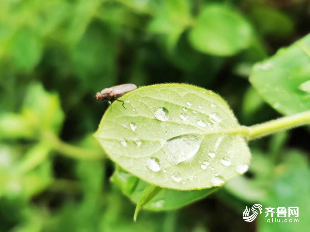 山东已有42个县市区出现大风降雨 德州降水量最大