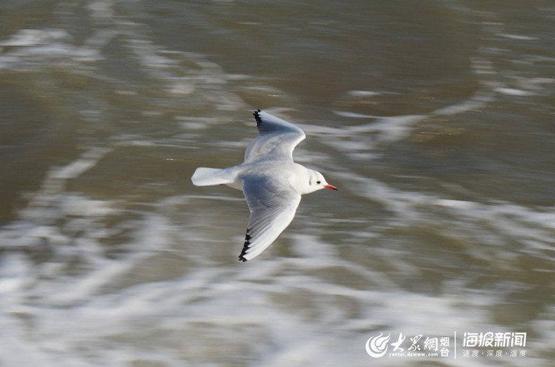这就是山东丨冰凌、海鸥……大雪过后烟台的海边又美出了新高度