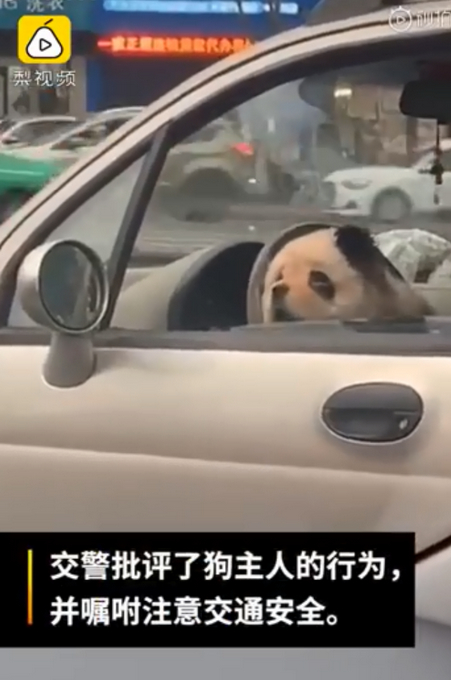 狗脸往哪搁？四川乐山熊猫狗违规坐进驾驶室 主人：被大狗咬伤非要抱抱