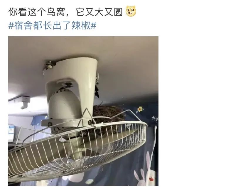 万物生长！好久不见的宿舍，推开门后懵了：人生处处有惊喜