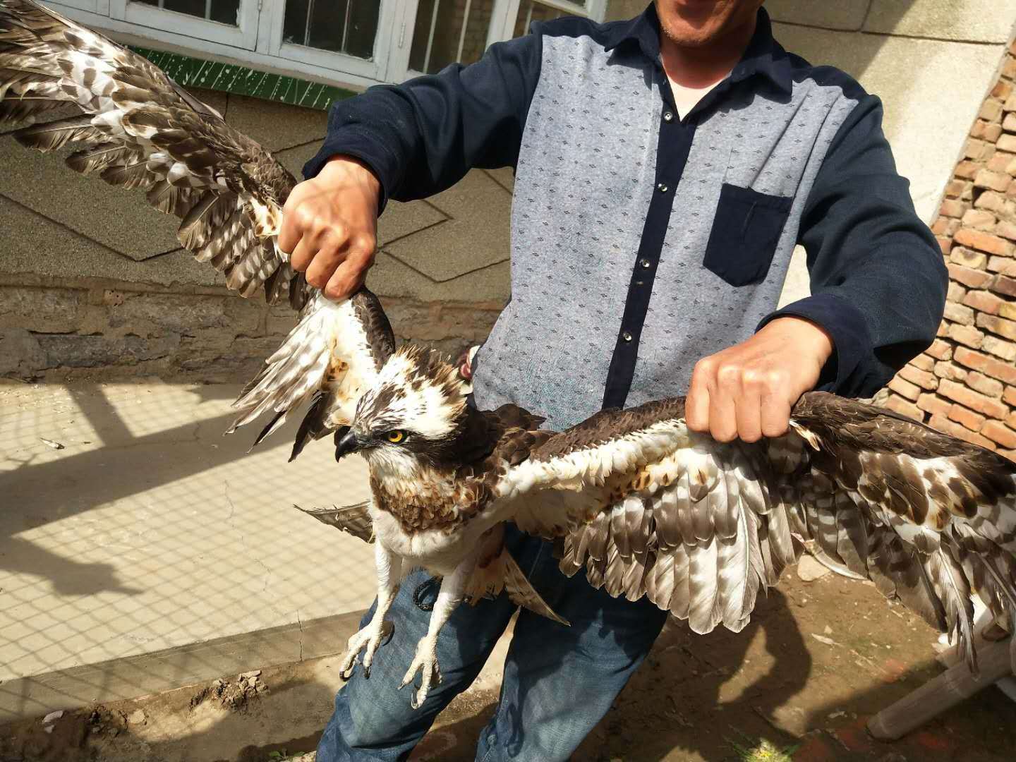 “偶遇”鱼鹰受伤，乐陵警民接力救助国家二级重点保护动物