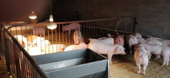 东阿旭瑞农业公司新年再添一桩喜事！三天新增了400头小猪崽