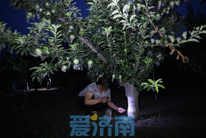 亩产收入最高达上万元 章丘这个村林下“掘金”