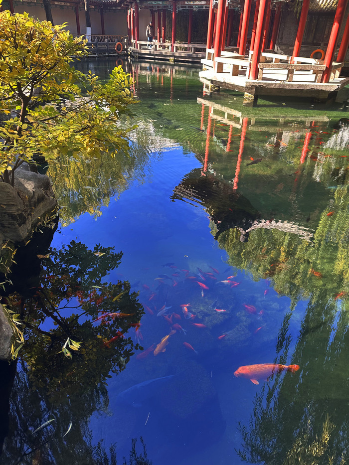 诗境感拉满！泉水叮咚鱼儿欢 色彩斑斓如画卷