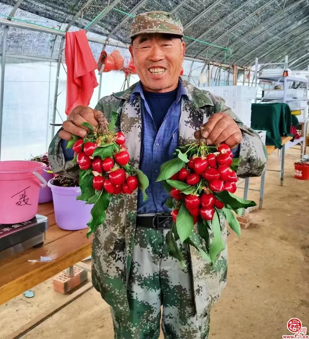 济南造樱桃喝泉水“撑”到两个大，上市30天火爆售空