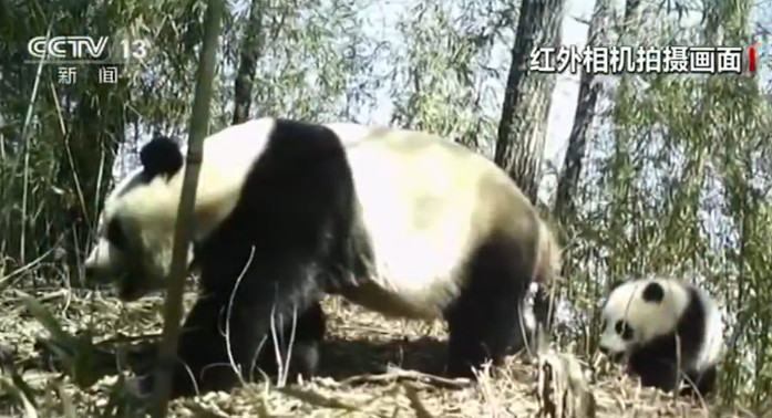 陕西太白：红外线相机拍摄到一对野生大熊猫母子
