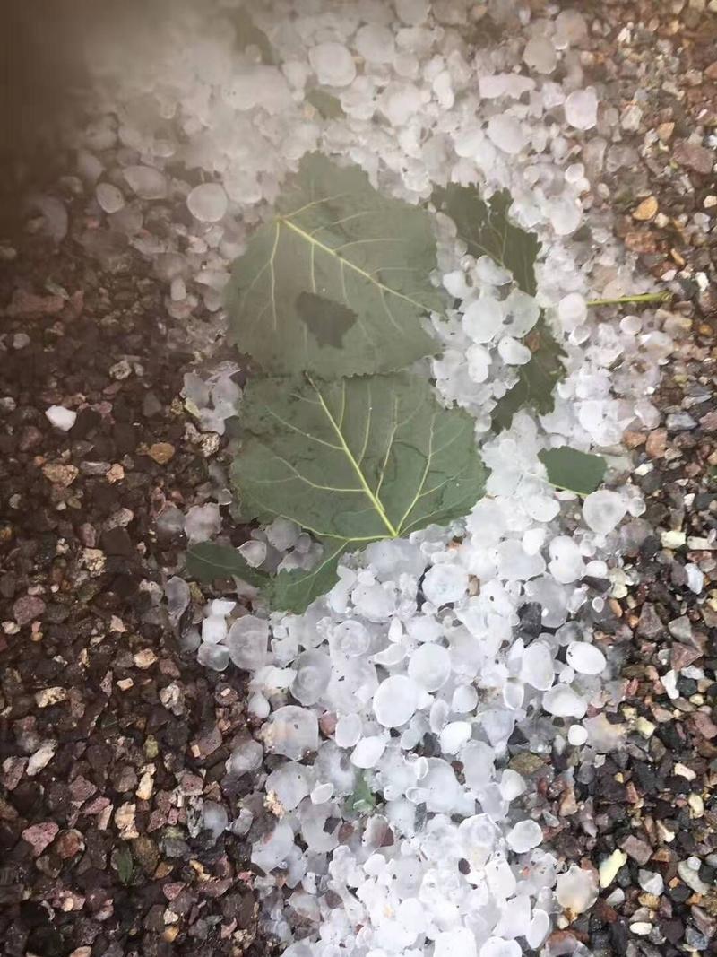 突发！日照多地遭遇冰雹，大如鸽子蛋