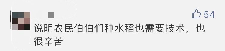 大二男生历时5个月种出杂交水稻，网友：和袁老种的味道一样吗？