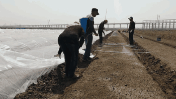 海水稻正从试验田走向餐桌 要高产更要优质
