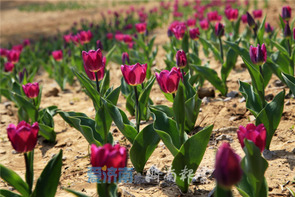 跑马岭惠民发“福利” 市民20元可玩嗨景区