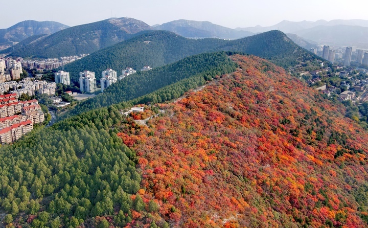 半侧山体层林尽染 “平分秋色”美景上线