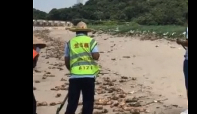东莞海滩出现大量猪蹄目测过万，警方已介入！网友：不明来源真的好吓人