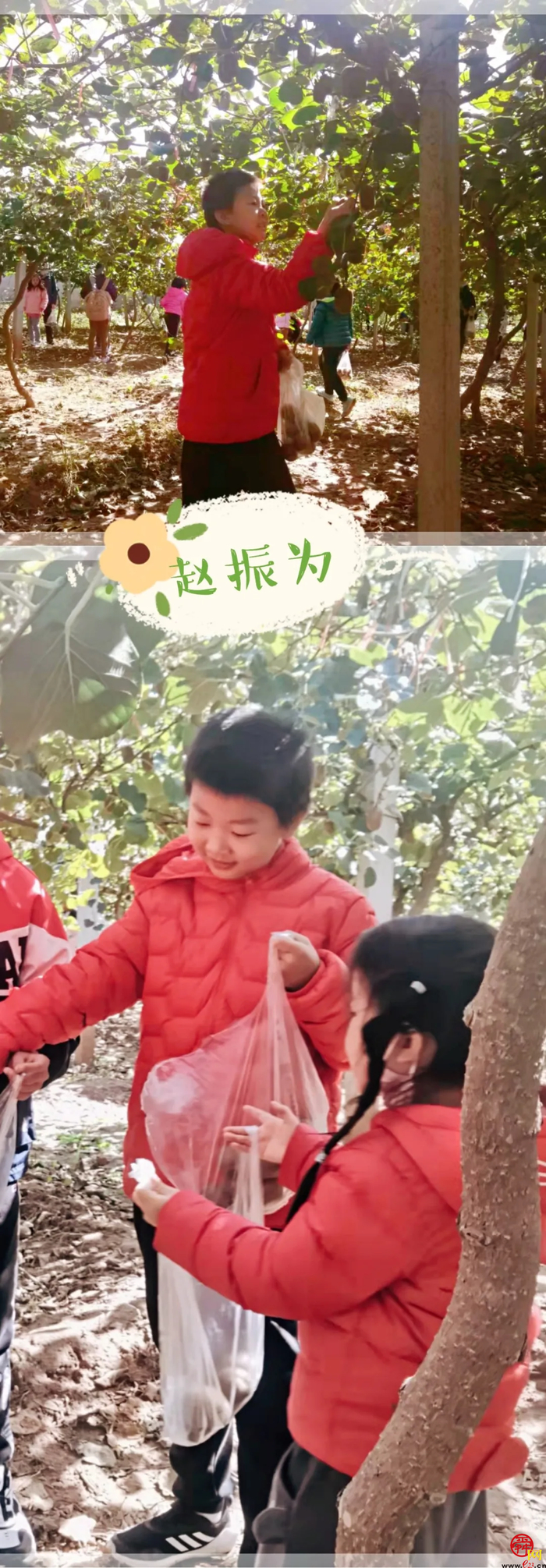 山师附小2018级6班猕猴桃采摘研学活动纪实（稿件有视频，麻烦编辑同事将视频置于链接处）