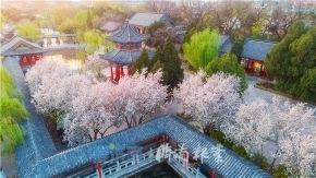 五龙潭的早樱开啦!想赏花的市民记得先网上预约