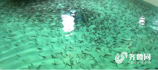 这就是山东｜抗得住台风，防得了鲨鱼！揭秘世界最大深海渔场“深蓝1号”