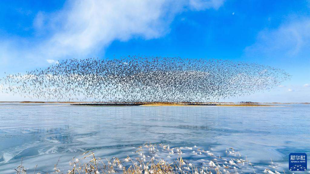 湿地之美丨山东黄河三角洲湿地