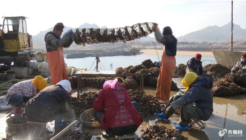 青岛扇贝大丰收！渔民每天摘百余笼扇贝分拣