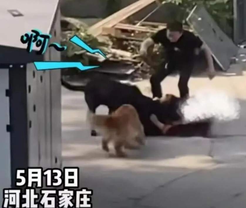 女子饭店内让宠物狗用公共餐具吃饭，被说“缺德”冤不冤？