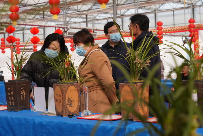 幽幽兰香，争奇斗艳！千盆精品兰花竞相绽放省兰博会